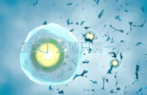 「圖文」受精只需一顆精子，那另外上億的精子都去哪里了呢？