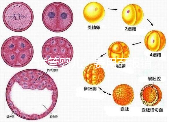 “試管嬰兒”費用可報銷！11月1日起，患者可在柳人醫享受新政迎“好孕”