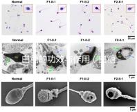 白糖的功效與作用（白糖的功效與作用及營(yíng)養(yǎng)價(jià)值）