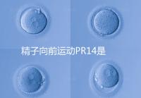 精子向前運動PR14是否正常聽專家怎么說，當心弱精找上門