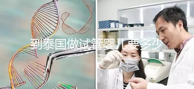 到泰國(guó)做試管嬰兒要多少錢(到泰國(guó)做試管嬰兒要多少錢費(fèi)用)