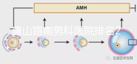 唐山路南男科醫(yī)院排名2024，精度高，成本低...