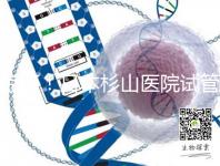 驚訝！日本杉山醫(yī)院試管嬰兒成功率和泰國持平