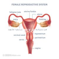 懷孕愛吃素不愛吃肉多半是女兒？幾率究竟多大進來一看便知
