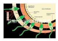 正常內(nèi)分泌檢查報(bào)告單圖片大全,一分鐘弄懂檢測(cè)結(jié)果怎么看