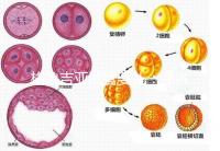 格魯吉亞試管嬰兒：深入了解優(yōu)勢(shì)與適用人群！