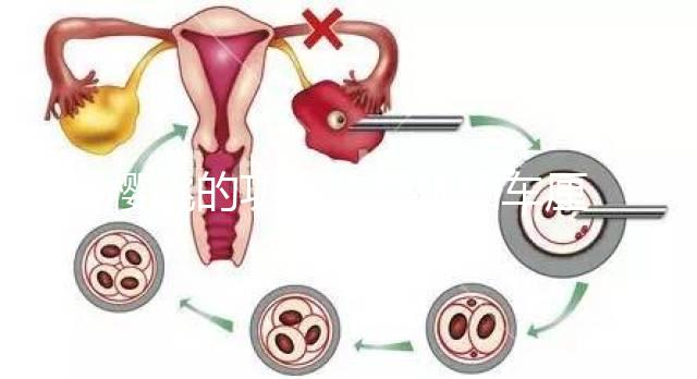 櫻桃的功效(櫻桃和車(chē)?yán)遄佑惺裁磪^(qū)別)