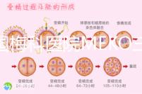 泰國梅科醫(yī)院MEKO三代試管嬰兒,不靠中介翻譯安心好孕