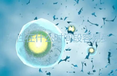 女性在什么時間段容易受孕成功