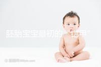 胚胎寶寶最初的“鎧甲”,圖解透明帶構(gòu)成成分