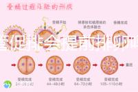 試管促排會(huì)提前排卵嗎(促排會(huì)不會(huì)提前排卵)