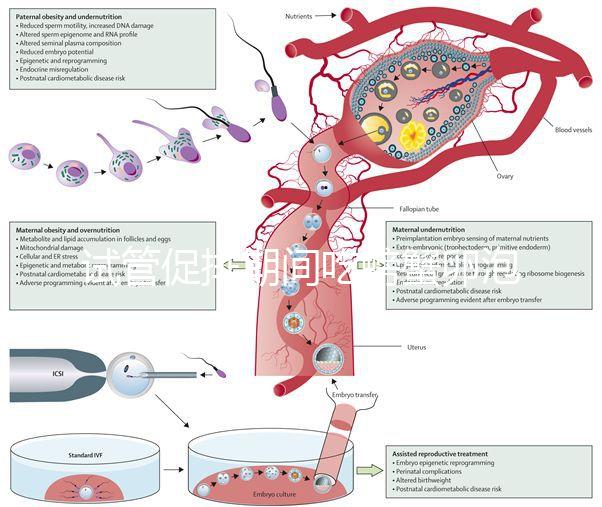 試管促排期間吃螃蟹卵泡不長了？食用后究竟會怎樣一看便知