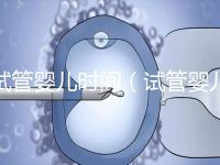 試管嬰兒時間(試管嬰兒時間需要多久)