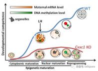 試管嬰兒失敗有黑幕？泰國杰特寧醫院騙局是謠言還是欺騙？