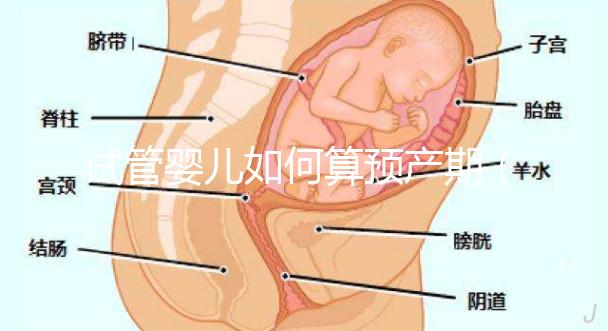 試管嬰兒如何算預(yù)產(chǎn)期(試管嬰兒如何算預(yù)產(chǎn)期計(jì)算器)
