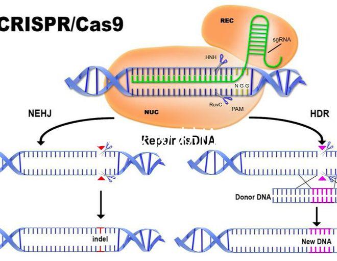 貝因美孕婦奶粉價格介紹，便宜貨網站查詢分真偽