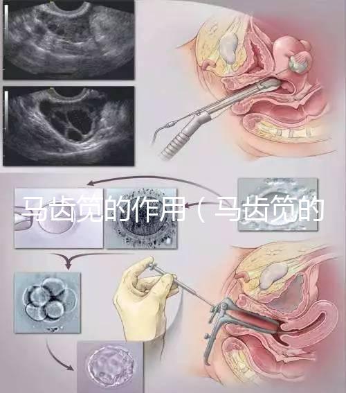 馬齒筧的作用（馬齒筧的作用與功效）