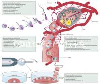 O型血試管流產(chǎn)的概率來了,不知道該怎么辦